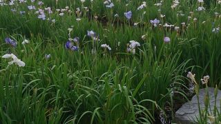 花しょうぶで有名な公園です