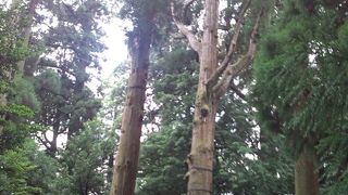 巨木の杉と心落ち着く神社