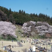 国天然記念物「臥龍桜」のある広場