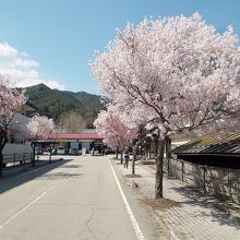 JR飛騨一ノ宮駅南の桜並木。