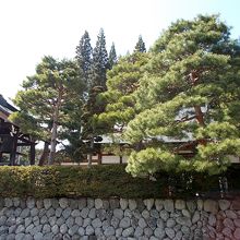 公園北側の大幢寺外観。松の背後に本堂があります。