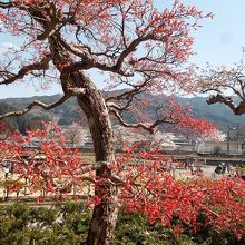 同じく大幢寺境内からの臥龍公園とJR高山本線の眺め。