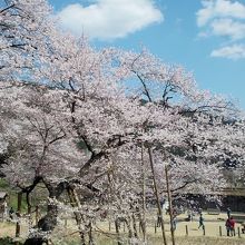 同じく大幢寺境内からの今度は公園と臥龍桜の景観。