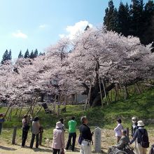 公園内はカメラを手にした人、家族連れでいっぱいでした。