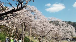 国指定天然記念物、樹齢1,100年以上のエドヒガンザクラは必見！