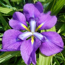 花の木園に咲いていた花しょうぶ。これで公園１周したぞ！