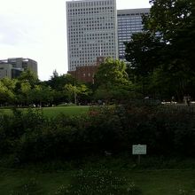 バラの咲き終わるくらいの時期でした。