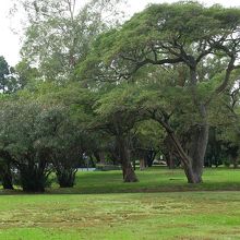 ロド公園には、木々が生い茂る場所もあります。散策には要注意