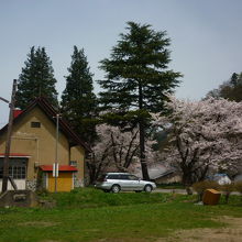 駅舎と桜