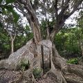 ヒルギの大群落を見ながら上流のサキシマスオウノキを見に行きます。