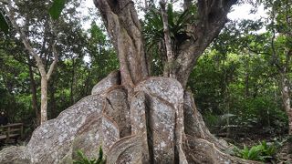 ヒルギの大群落を見ながら上流のサキシマスオウノキを見に行きます。