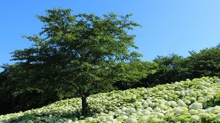 【2014権現堂】アナベル紫陽花は見頃！紫陽花は6/22頃までは楽しめそう。