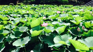 まったりした公園