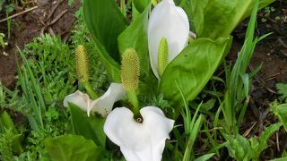 ６月中旬の様子