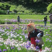 全国でも有数の規模のしょうぶ園だが、祭りの規模は小さい