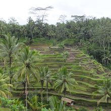 棚田