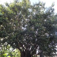 ホテル敷地内の大きな木