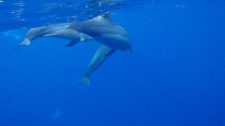 夢が叶ったツアー