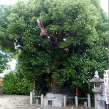 岡崎市指定天然記念物の樹齢600年以上の楠。