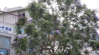 ６月はジャカランダの季節です