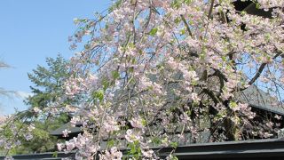 枝垂れ桜とソメイヨシノ