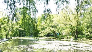 北大のオアシス