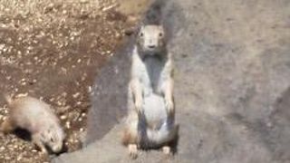 富士山も綺麗に見える動植物園