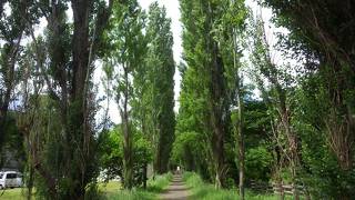 10年で復活した感じのポプラ並木