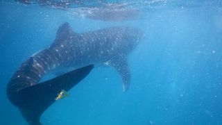 ジンベエザメと泳げる！