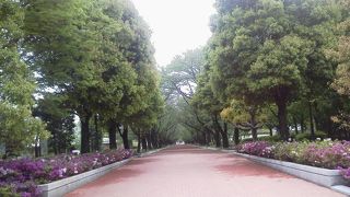 南北に走る花の”ﾌﾟﾛﾑﾅｰﾄﾞ”「府中の森公園」