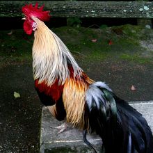 時を告げる鳥として神聖視されている鶏。