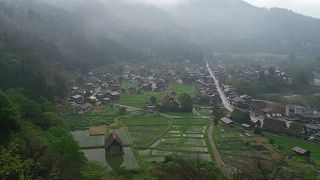 シラカワゴー！