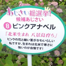 あじさい総選挙ノミネート品種の説明板