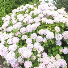 ２００００株のアジサイ