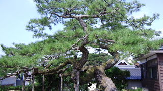 男性は昇竜の松で