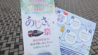 神奈川県最大２０，０００株のアジサイが見事でした