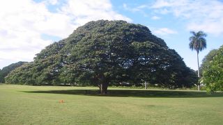 木しかないけど…1度は行きたい場所