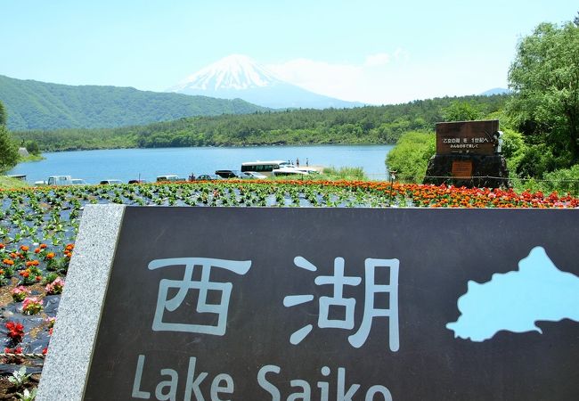 西湖 クチコミ アクセス 営業時間 富士五湖 フォートラベル