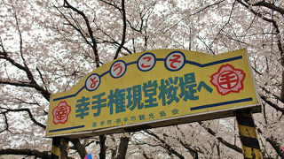 有名なのは桜ですが、あじさいや曼珠沙華も美しいです。