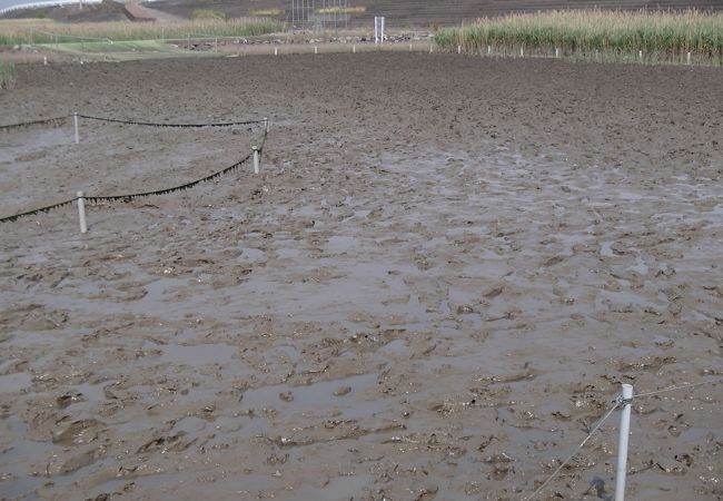 水着で入れるお手軽泥んこ遊びスポット。