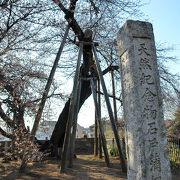 日本五大桜の一つ。天然記念物に指定されています。
