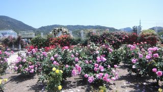 色々なバラが楽しめる
