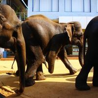 ホテルの目の前をゾウが歩く