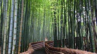 お寺の裏手の竹林がきれい