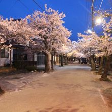 ライトアップされてがいせん桜