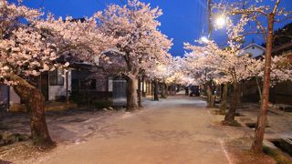 日露戦争の戦勝記念に植えられたがいせん桜は岡山県で最も遅い時機に咲きます