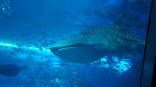 沖縄美ら海水族館