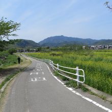 菜の花が綺麗に咲いていました。