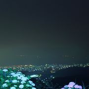 夜景に映える紫陽花