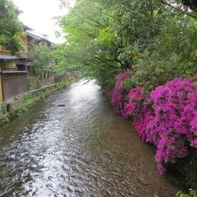 ツツジが見頃。